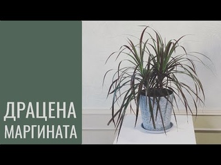 №42. Драцена маргината. Уход, возможные проблемы. Что нужно сделать перед обрезкой
